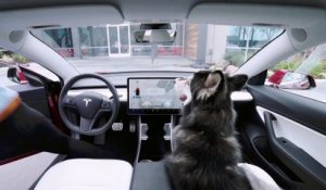 Tesla invente un mode d'attente pour les chiens dans la voiture