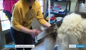 Salon de l'Agriculture : Rosco et Idem se préparent au concours canin