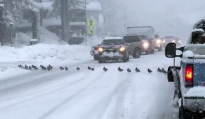 Ces canards interrompent le traffic routier pendant 10 minutes !