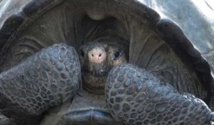 Galapagos : découverte rare d'une tortue que l'on pensait disparue