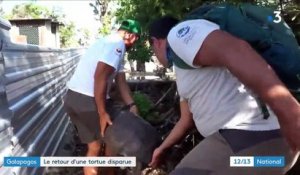 Galápagos : le retour d'une tortue disparue