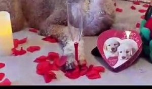 Saint valentin... espoir contre réalités illustrées avec un chien !