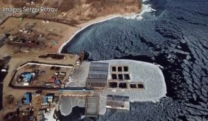 Russie: commerce trouble autour des orques et bélugas