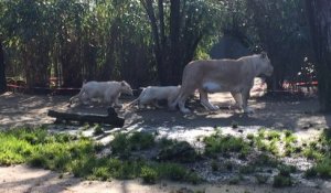 Première sortie pour les lionceaux du zoo