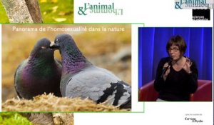 Conférence de Fleur Daugey : Les animaux homos