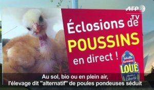 Oeufs: l'élevage "alternatif" gagne du terrain en France