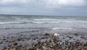 Un chien trouve un bébé dauphin échoué sur la plage de Criccieth