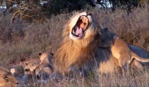 Ce papa lion joue les nounous avec ses lionceaux