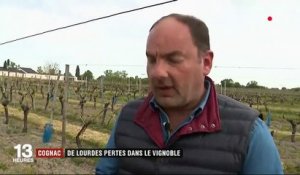 Cognac : de lourdes pertes dans le vignoble