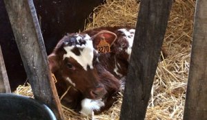 La Fête de la Normandie, une occasion de communiquer sur le quotidien des animaux de ferme