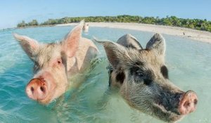 Bahamas : l'île aux cochons