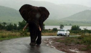 Impressionnant : quand un éléphant fonce vers ta voiture
