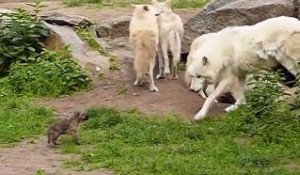 Ce loup arctique s'occupe de ses 2 bébés... Adorable
