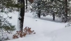 Un chien fraie un chemin à son pote bloqué dans la neige