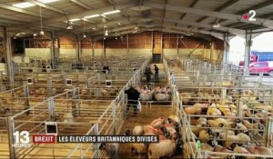 "On est dans une situation absurde" : le Brexit divise les éleveurs britanniques de moutons
