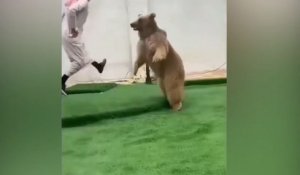 Un saoudien joue avec son ours !