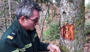 L'impact des scolytes sur la forêt alsacienne
