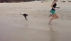 Un bébé kangourou adorable prend son premier bain de mer et il aime ça