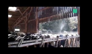 Canicule: ces agriculteurs postent leurs techniques pour rafraîchir leurs vaches