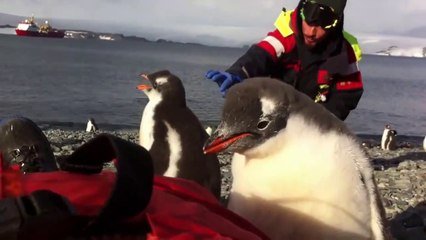 Un Bebe Pingouin Pas Tres Timide Grimpe Sur Un Homme Sur Orange Videos