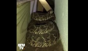 Il retrouve plusieurs dizaines de serpents à sonnette sous sa maison