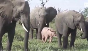 Cet éléphanteau est rose - Animal découvert en Afrique du Sud