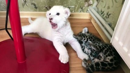 Un Bebe Lion Blanc Et Un Bebe Jaguar Jouent Ensemble Adorable Sur Orange Videos