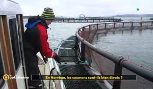 Norvège : Vous consommez beaucoup de saumon ? Voici à quoi ressemble un élevage... Vidéo