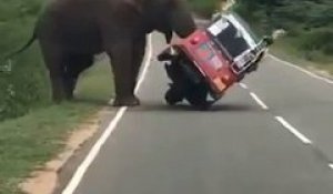 Un touriste s'arrete pour nourrir un éléphant et se fait renverser son tuk-tuk