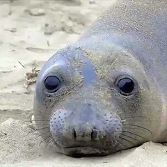 Ce Bebe Phoque Parle Avec Vous Essayez De Ne Pas Rire Sur Orange Videos