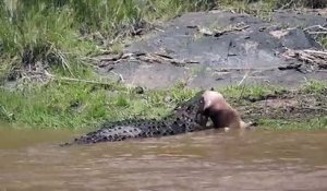 Ce crocodile ne fait qu'une bouchée d'un jeune hippopotame