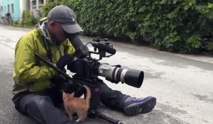 Un chat attaque un cameraman qui le filme dans la rue