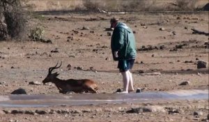 Cet homme courageux vient sauver une Impala coincée dans un trou d'eau
