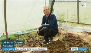 Haute-Saône : des morilles cultivées sous serre