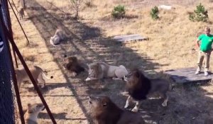 En russie, les touristes sont dans l'enclos des lions...