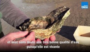Une huître oubliée pendant 30 ans dans un parc ostréicole en Vendée