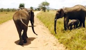 Ce bébé éléphant n'ose pas traverser la route
