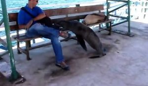 Ces lions de mer des Galapagos ne sont pas très timides...