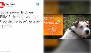 Préfet contre défenseurs des animaux : le sauvetage du chien "Billy" fait polémique