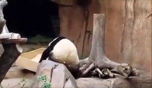 Un panda fait l'erreur de jouer avec sa litière !