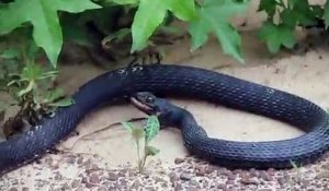 Ce serpent recrache son diner : un autre serpent qu'il a avalé vivant