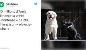 Dans la Marne, 30 Millions d’Amis dénonce la vente de 200 chiens à un « élevage-usine »