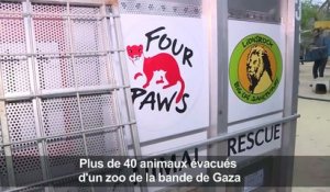 Des lions et d'autres animaux sont évacués d'un zoo de Gaza