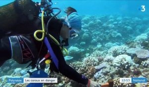 Polynésie : des coraux menacés par le changement climatique