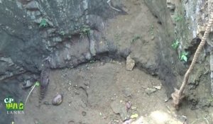 Des villageois sauvent un chat sauvage tombé dans un puits
