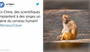 Chine. Des scientifiques implantent à des singes un gène du cerveau humain