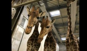 Coulisses du zoo de Vincennes: Manucure de rhino, dressage d’otaries et nourrissage de girafes