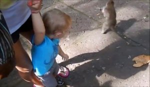 Ce singe assoiffé vient voler la bouteille d'un enfant