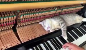 Ce chat dort sur un piano pendant qu'on joue !