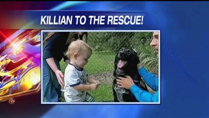 Un Chien Heroique Defend Et Sauve Un Bebe D Une Nounou Dangereuse Sur Orange Videos